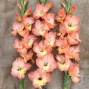 Ultimate Gladiolus Mix