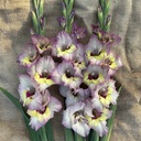 Ultimate Gladiolus Mix
