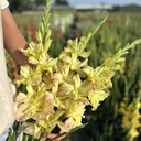Ultimate Gladiolus Mix