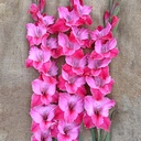 Ultimate Gladiolus Mix