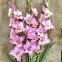 Ultimate Gladiolus Mix