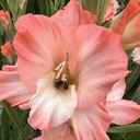 Ultimate Gladiolus Mix