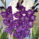 Ultimate Gladiolus Mix