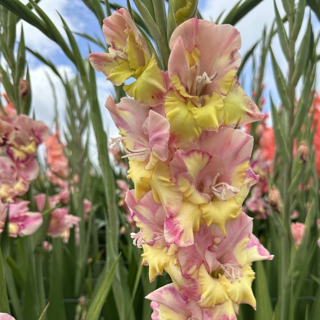Ultimate Gladiolus Mix