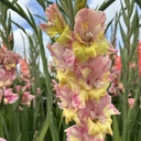 Ultimate Gladiolus Mix