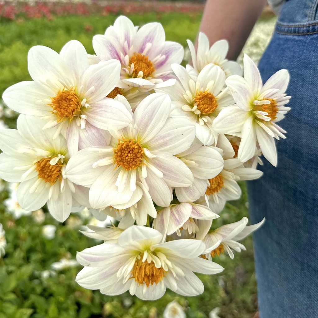 Mix Vlinders & Bijen (7 dahlia's)