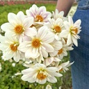 Mix Vlinders & Bijen (7 dahlia's)