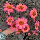Mix Vlinders & Bijen (7 dahlia's)