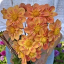 Mix Vlinders & Bijen (7 dahlia's)
