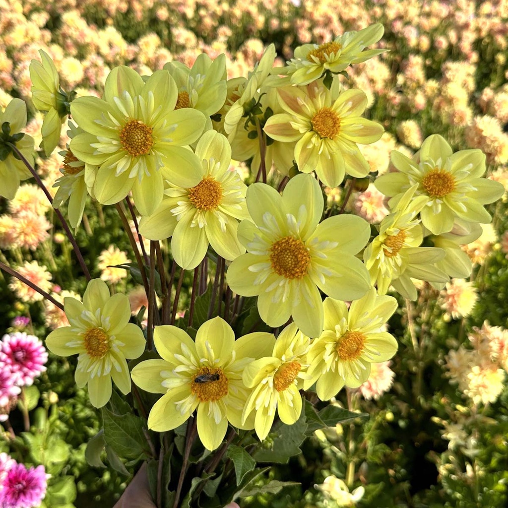 Mix Vlinders & Bijen (7 dahlia's)