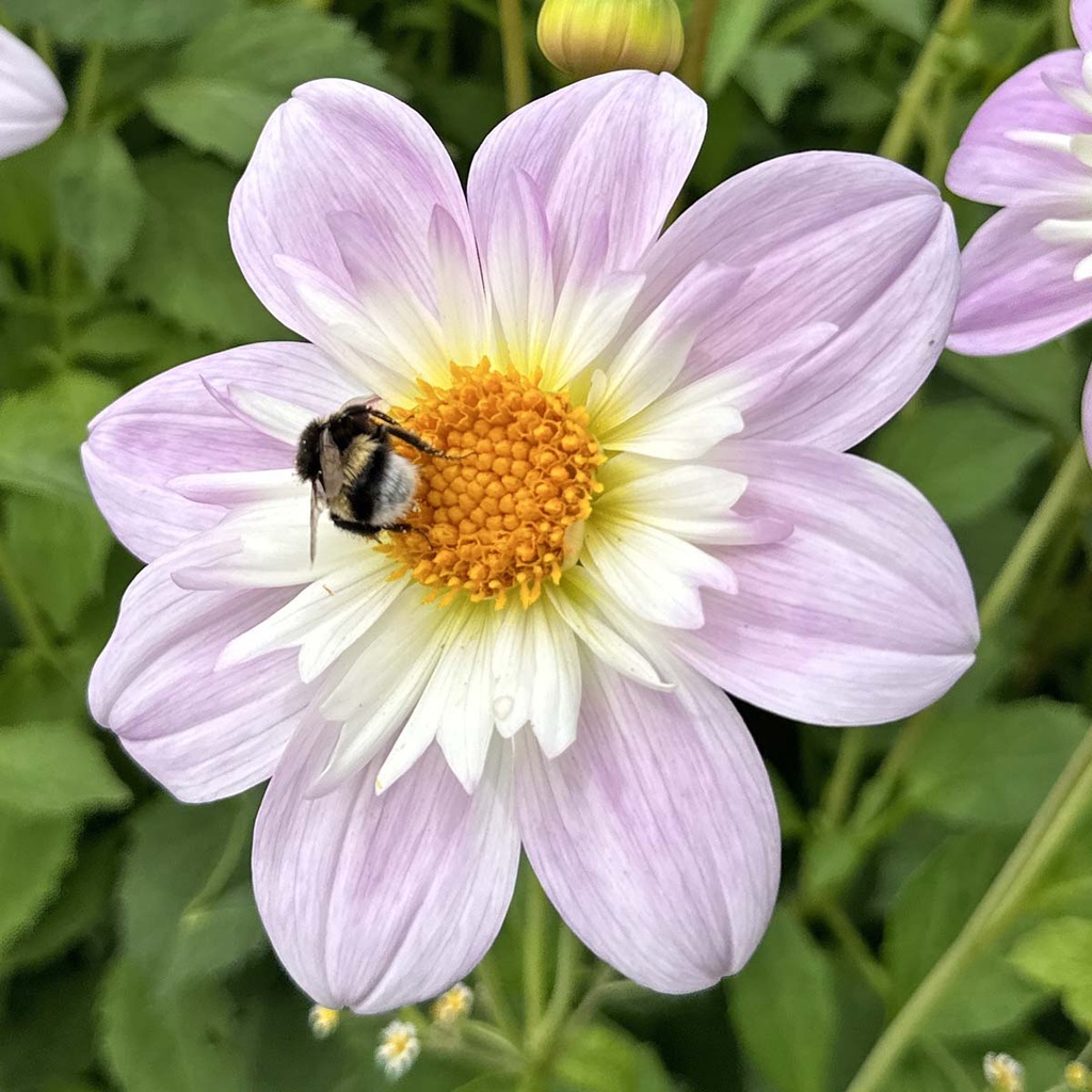 Mix Vlinders & Bijen (7 dahlia's)