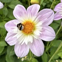 Mix Vlinders & Bijen (7 dahlia's)