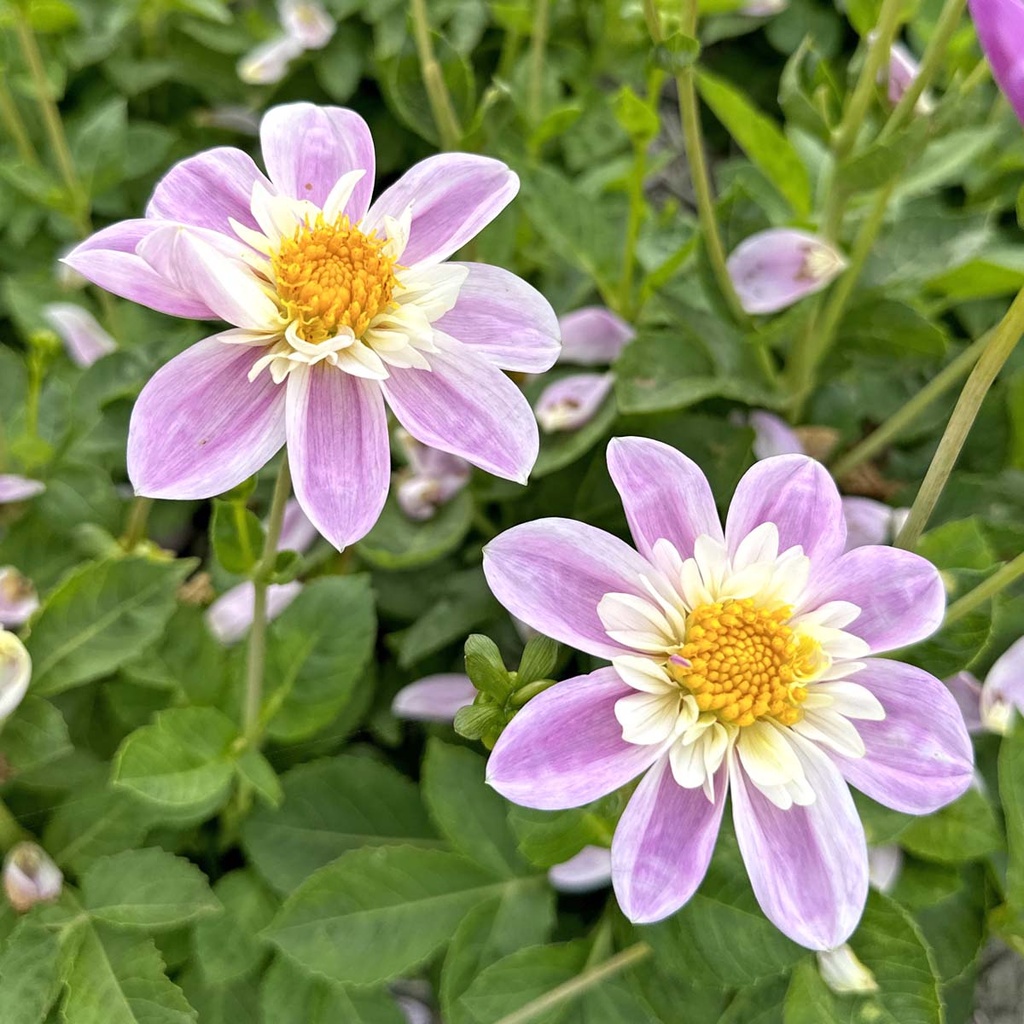 Mix Vlinders & Bijen (7 dahlia's)