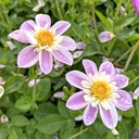 Mix Vlinders & Bijen (7 dahlia's)