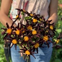 Mix Vlinders & Bijen (7 dahlia's)