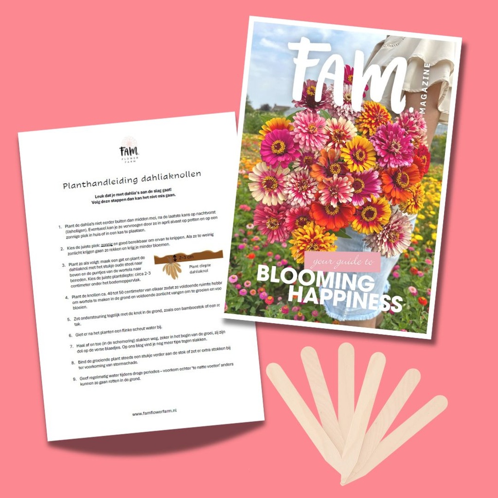 Mix Dahlia Start Pakket