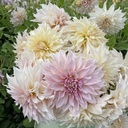 Mix Dahlia Start Pakket