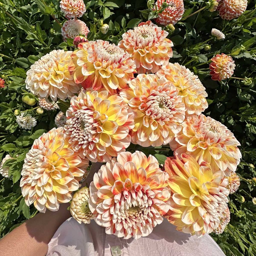 Mix Dahlia Start Pakket