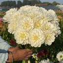 Mix Dahlia Start Pakket