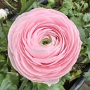 Ranonkels Cloni Succes Lady