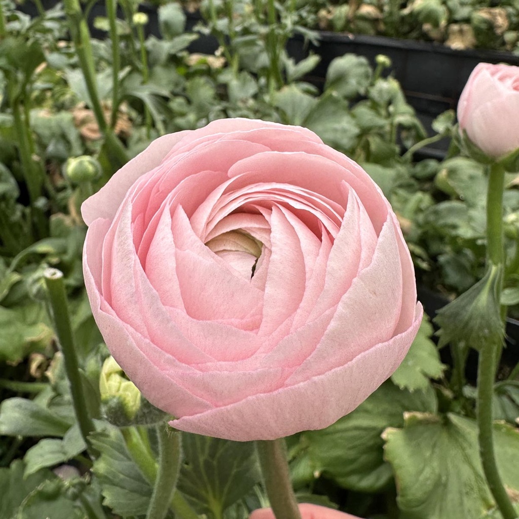 Ranonkels Cloni Succes Lady