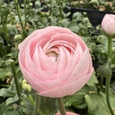 Ranonkels Cloni Succes Lady