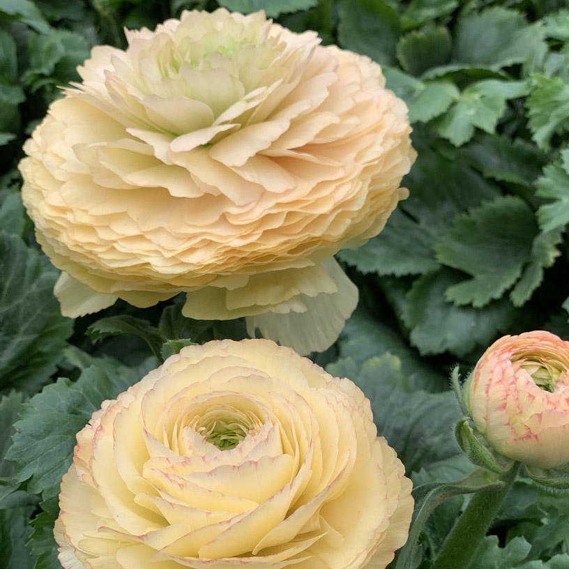 Ranonkels Cloni Succes Tuareg®