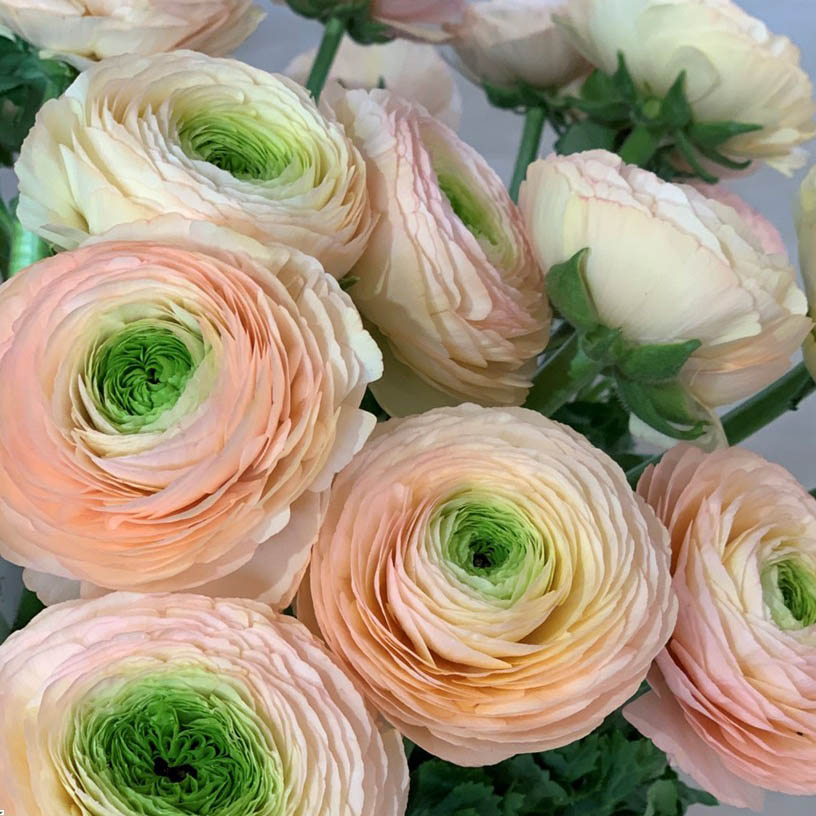 Ranonkels Cloni Succes Tuareg®