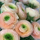 Ranonkels Cloni Succes Tuareg®