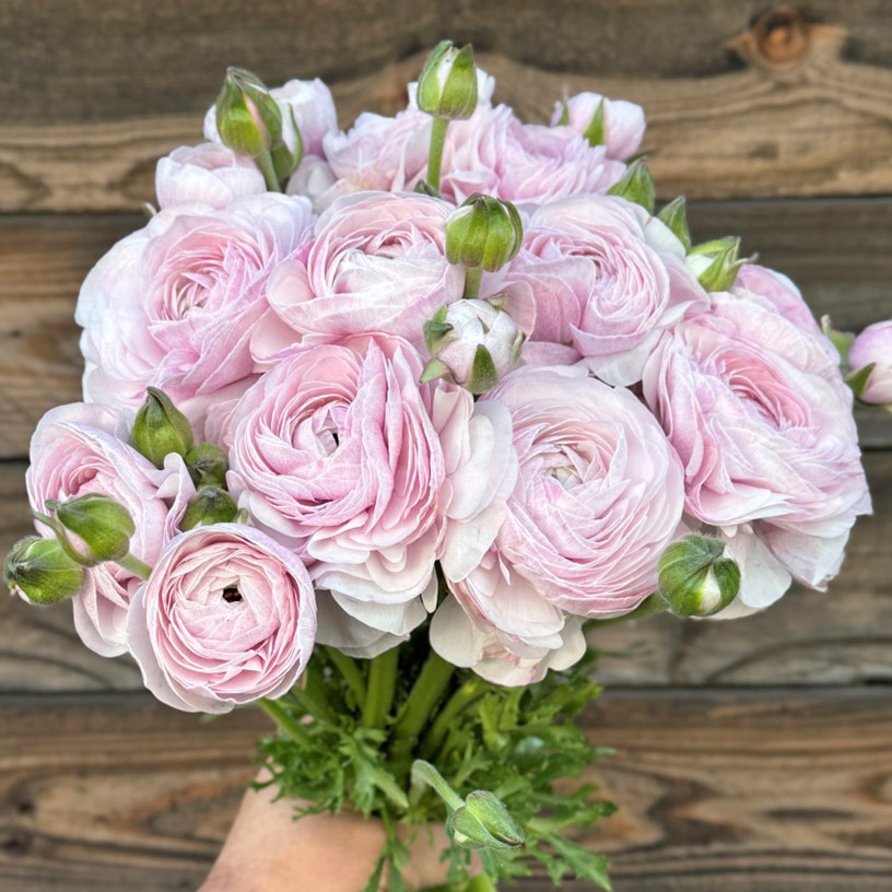 Ranonkels Cloni Succes Nebbia®