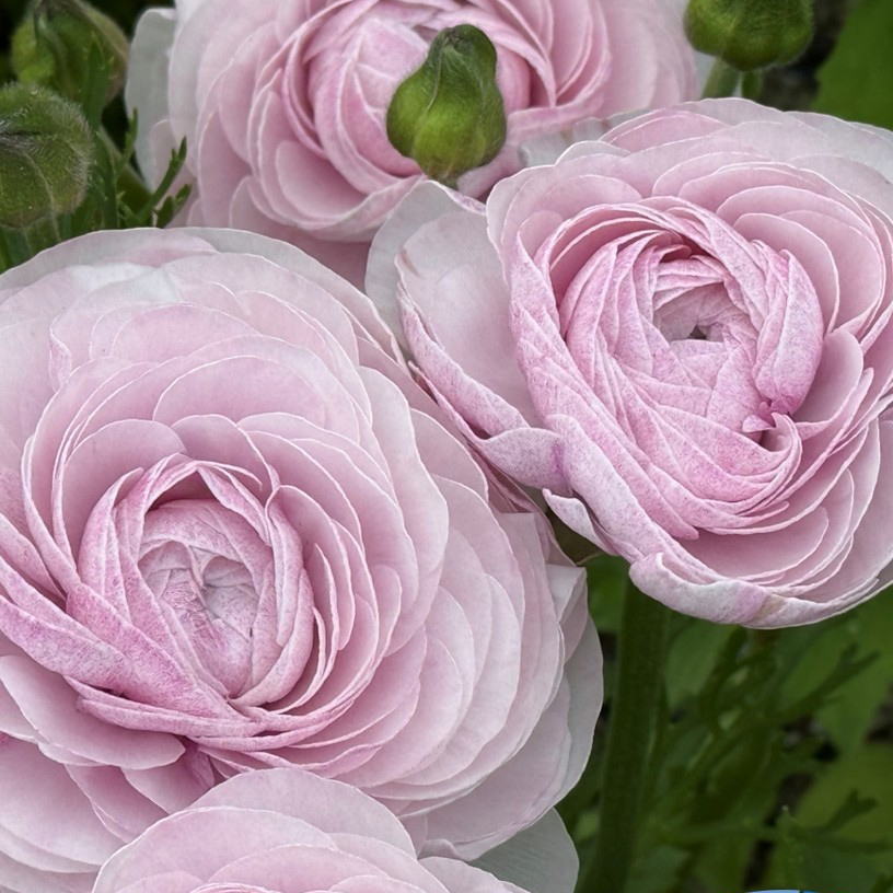 Ranonkels Cloni Succes Nebbia®