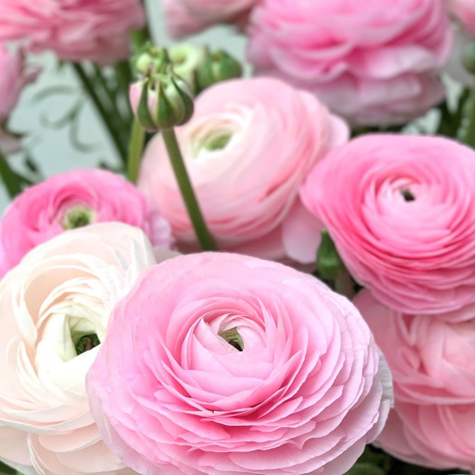Ranonkels Elegance Rosa Chiaro