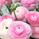 Ranonkels Elegance Rosa Chiaro