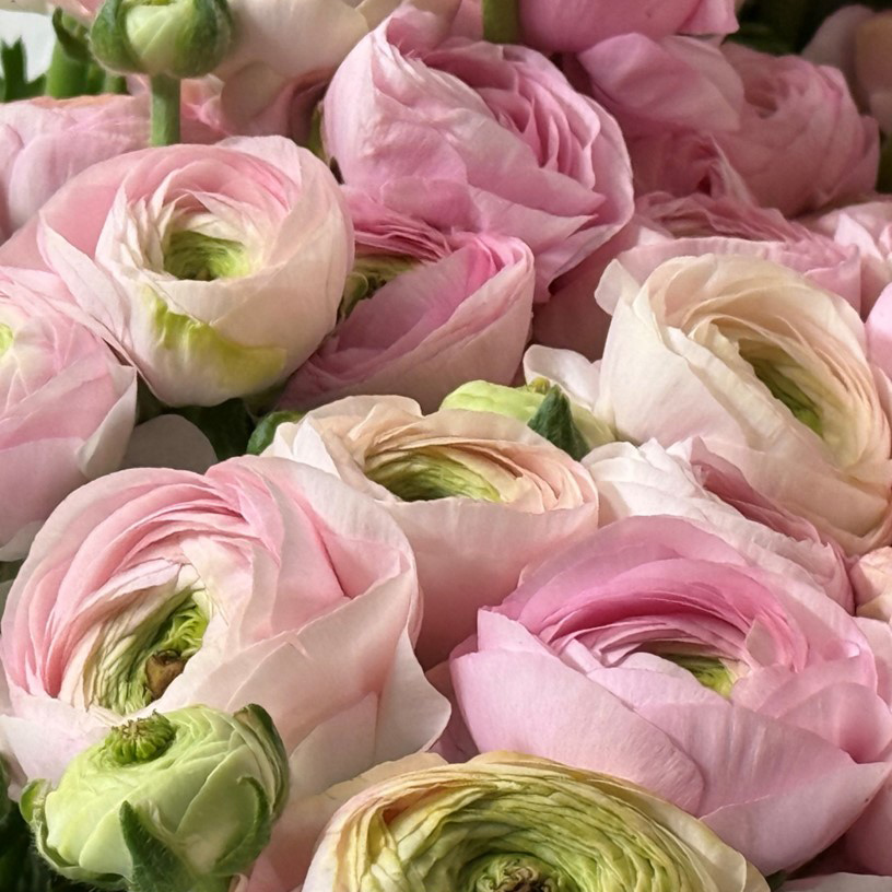 Ranonkels Elegance Rosa Chiaro