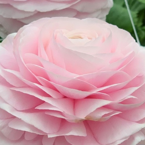 Ranonkels Elegance Rosa Chiaro