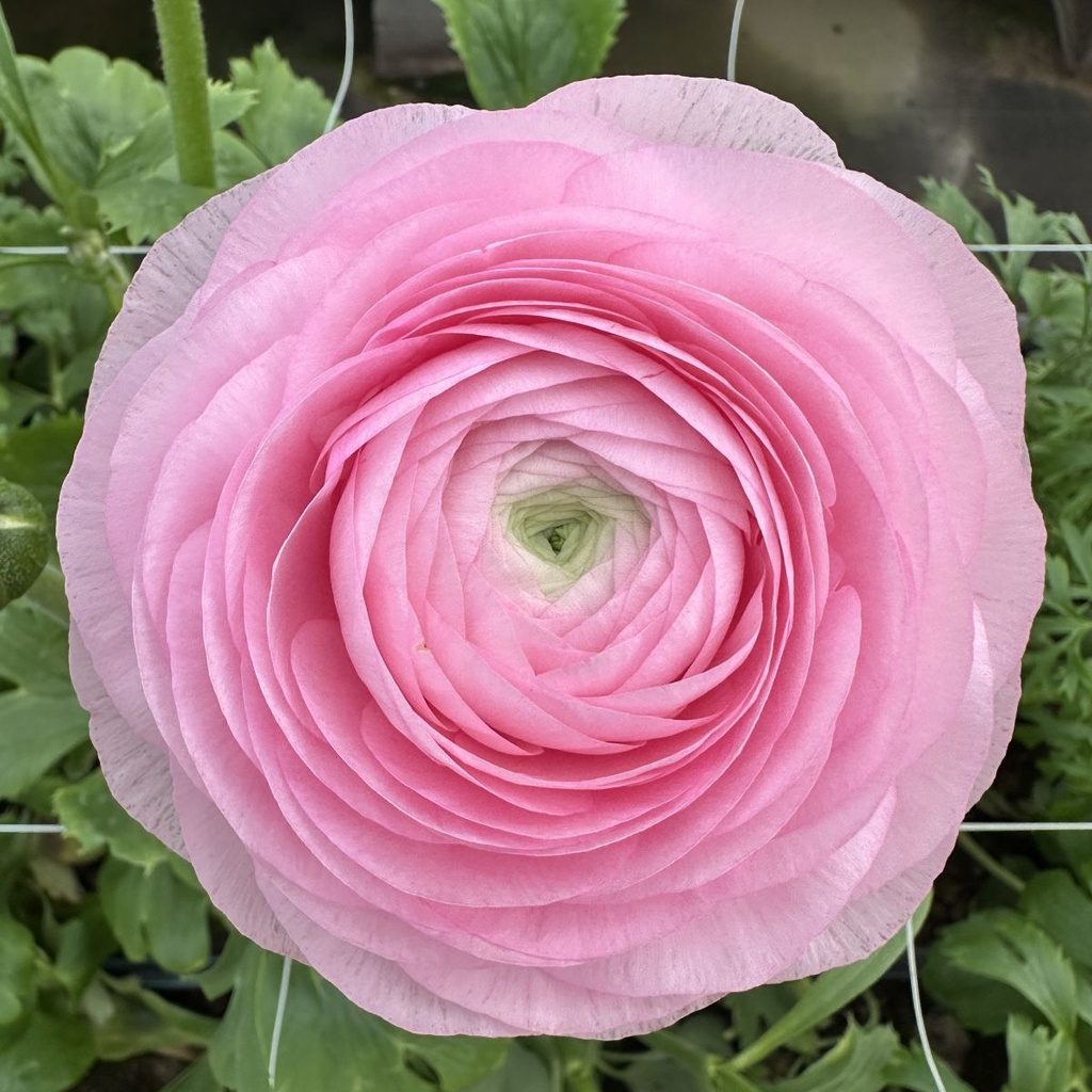 Ranonkels Elegance Rosa Chiaro