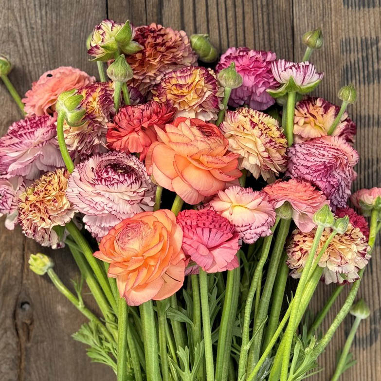 Ranonkels Pastello Striato mix