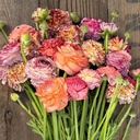 Ranonkels Pastello Striato mix