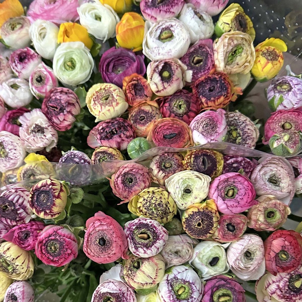 Ranonkels Pastello Striato mix