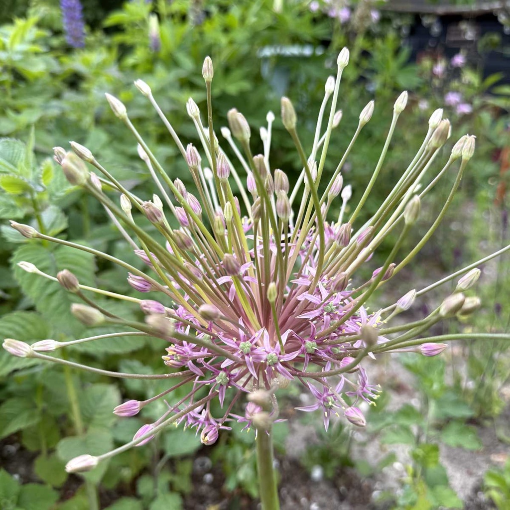 Allium Schubertii