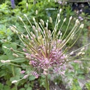 Allium Schubertii