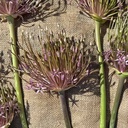 Allium Schubertii