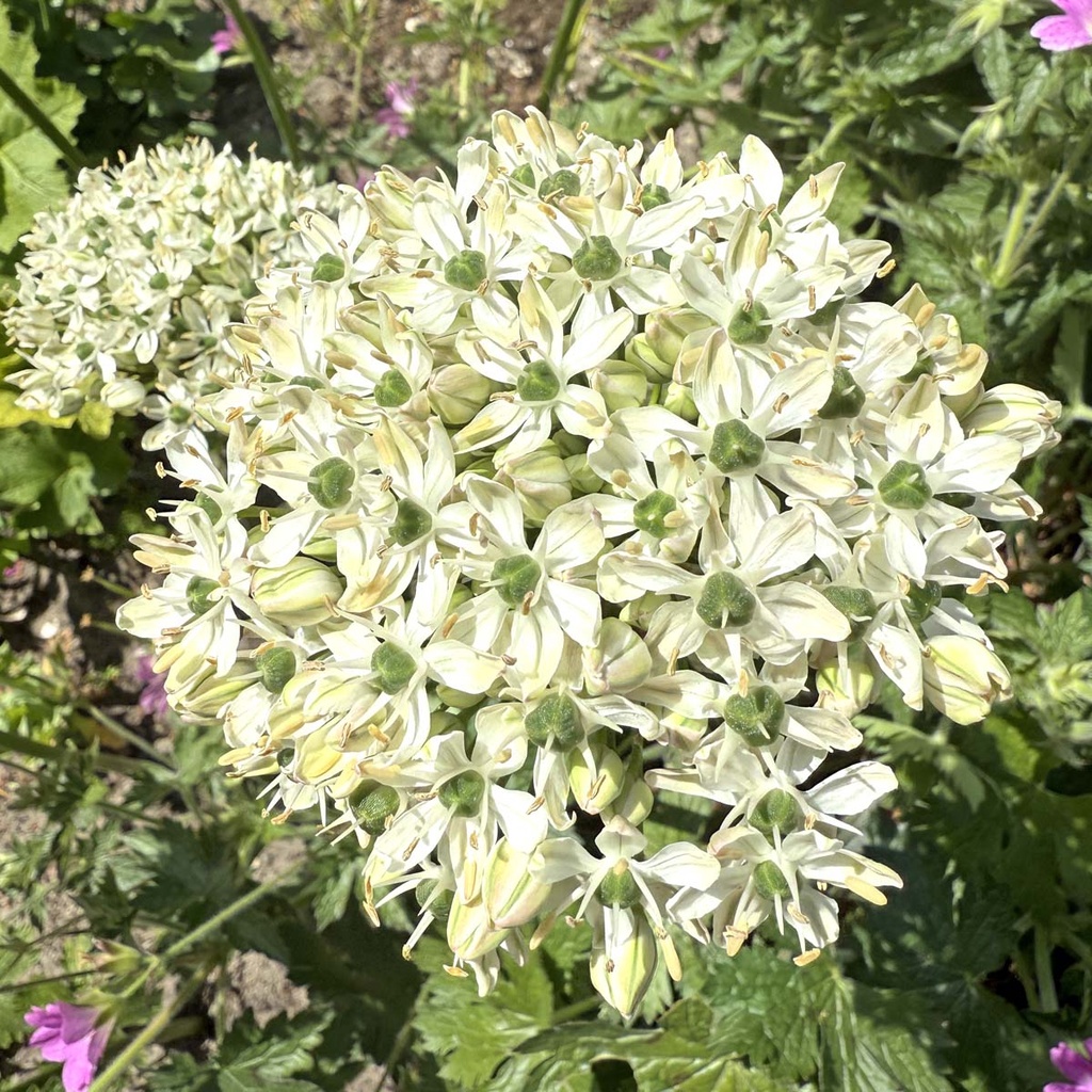 Allium Nigrum