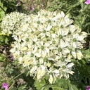 Allium Nigrum