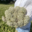 Allium Nigrum