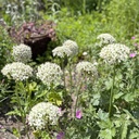 Allium Nigrum