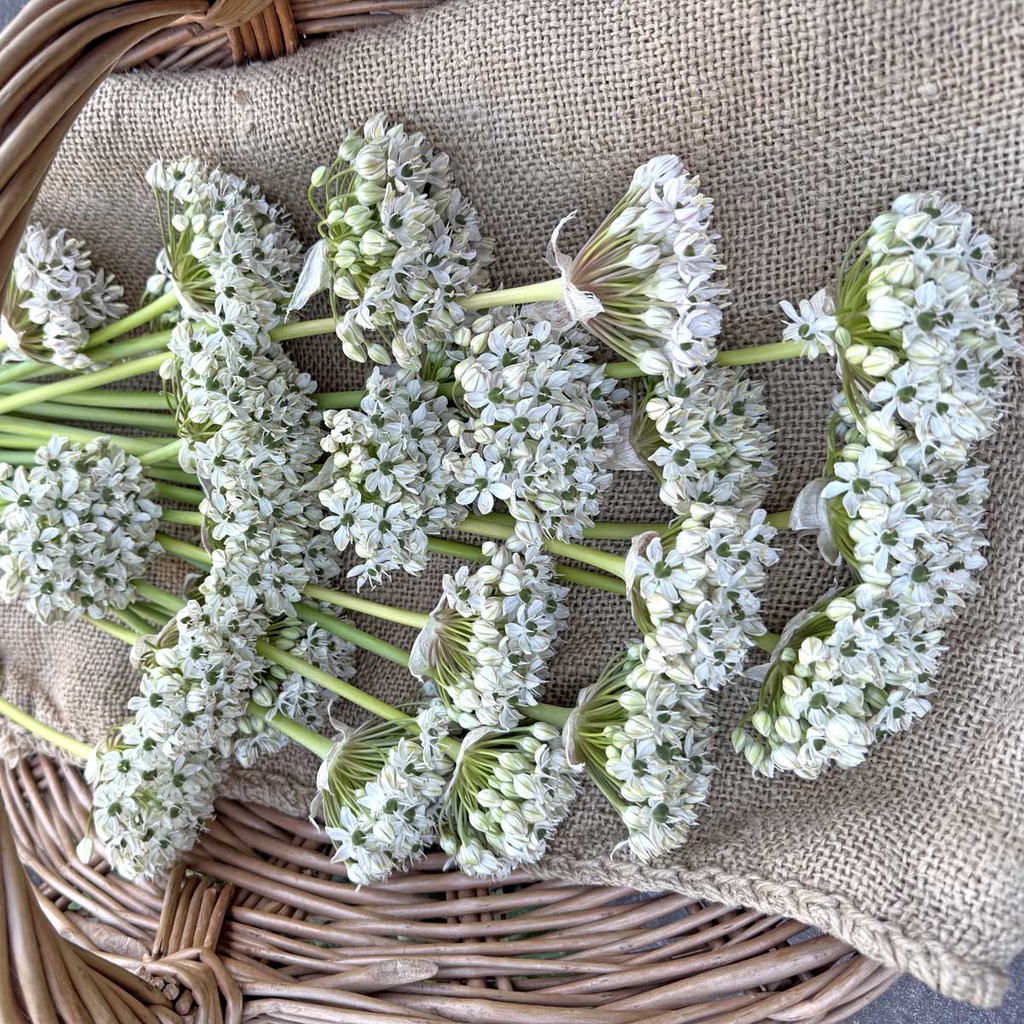 Allium Nigrum