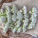 Allium Nigrum