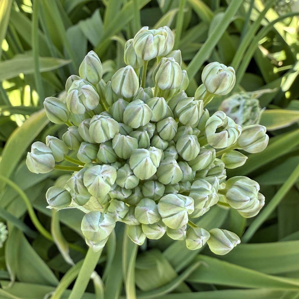 Allium Nigrum