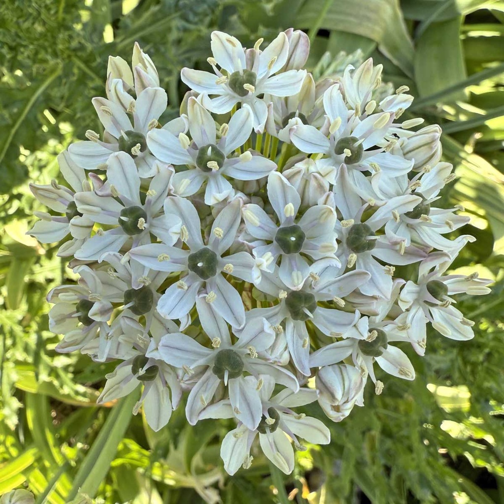 Allium Nigrum